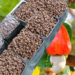 thùng thiếc đựng hạt điều